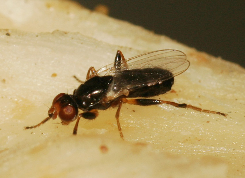 Piophila casei (Piophilidae)